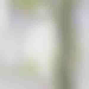 Pnącze ze Sztycznymi Kwiatami Glicynii | WISBLOOM